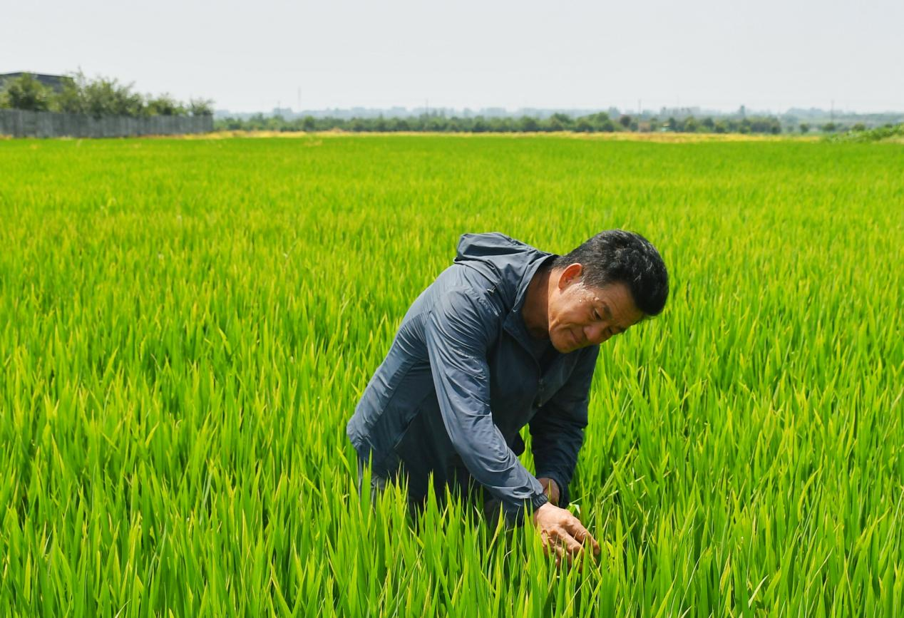 程夕兵在農(nóng)田里檢查水稻種植情況。人民網(wǎng)記者 周坤 攝